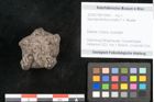 Foto (Objekt + Etikett) von Spondylostrobus smythii F.V. Mueller (NHMW-GEO-2024-0188-10405)